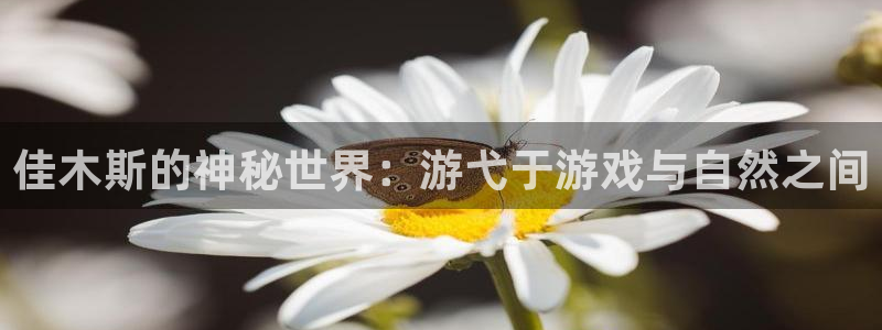 巅峰国际官网：佳木斯的神秘世界：游弋于游戏与自然之间